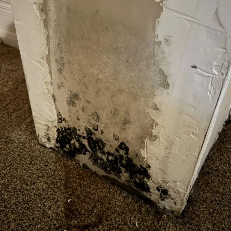 Professional Mold Removal in Waxahachie, TX